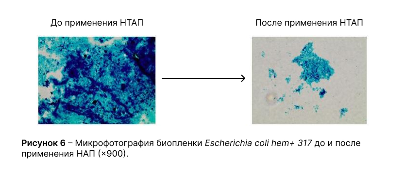 Микрофотография биопленки Escherichia сoli hem+ 317 до и после применения НАП (×900)