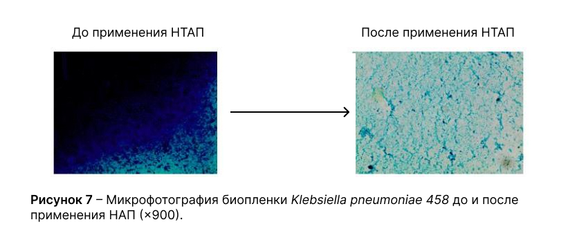 Микрофотография биопленки Klebsiella pneumoniae 458 до и после применения НАП (×900)