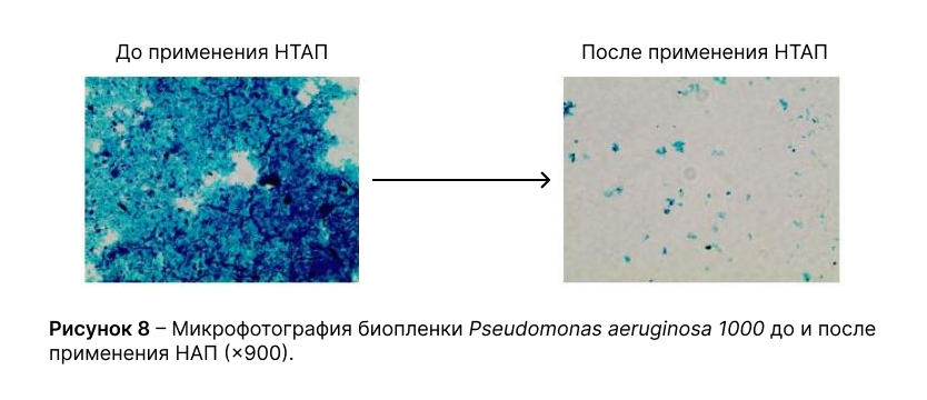 Микрофотография биопленки Pseudomonas aeruginosa 1000 до и после применения НАП (×900)