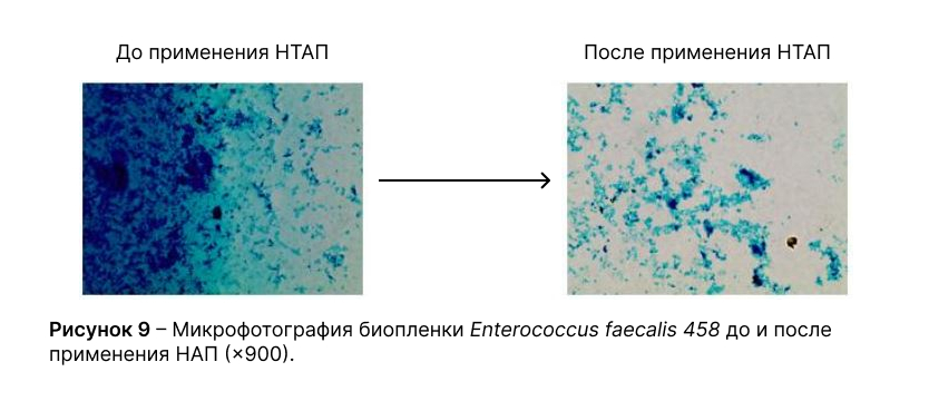 Микрофотография биопленки Enterococcus faecalis 458 до и после применения НАП (×900)